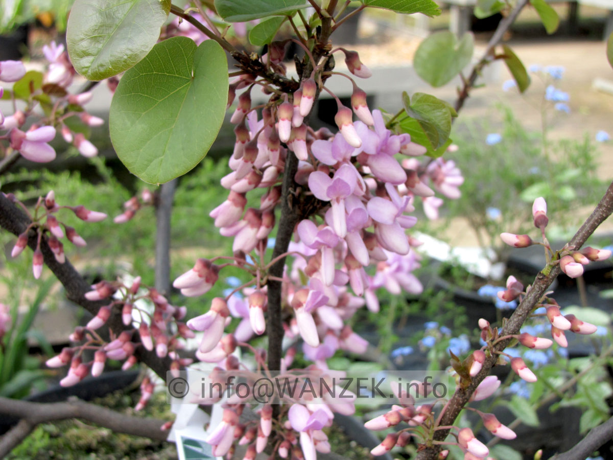 Cercis siliquastrum - Bluetenmacro2.JPG